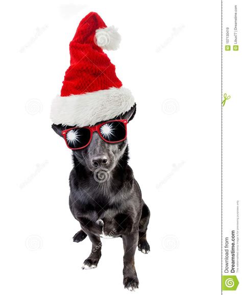 Cute Black Dog Santa Claus Hat Christmas Isolated Stock Image Image