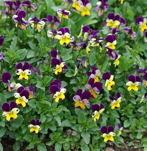 Violet Heartsease Johnny Jump Up Viola Tricolor Seeds Organic