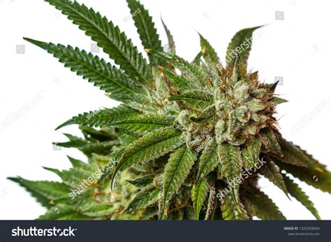 Popular Cannabis Strain Known Gorilla Glue Stock Photo 1325293604