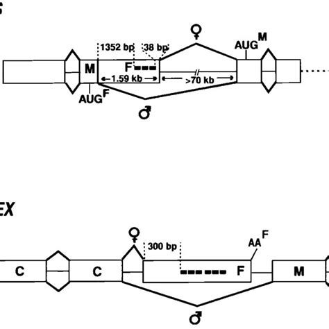 patterns of fru and dsx sex specific splicing schematic drawings of download scientific
