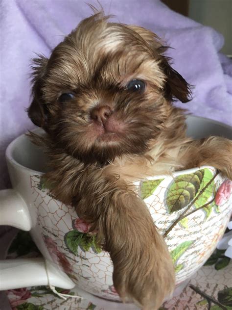 We did not find results for: Shih Tzu, Cute Shih Tzu Puppies To Give Out., Dogs, for ...