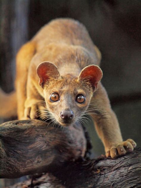 Dont Get Bit — Fossa A Relative Of The Mongoose The Fossa Is