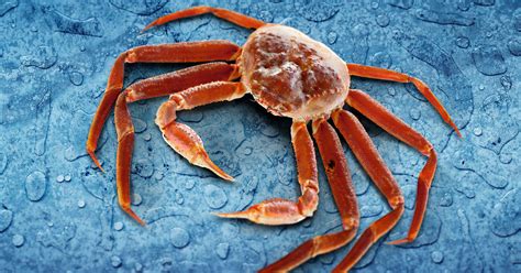 Snow Crab Chionoecetes Opilio Royal Greenland As
