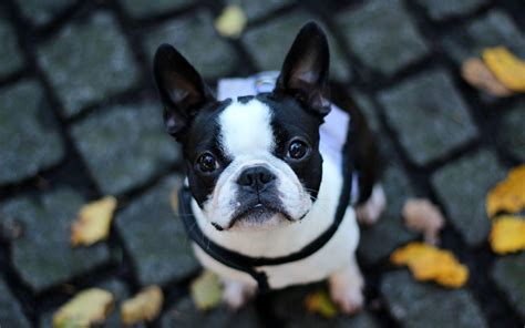 French Bulldog Wallpapers Top Free French Bulldog Backgrounds