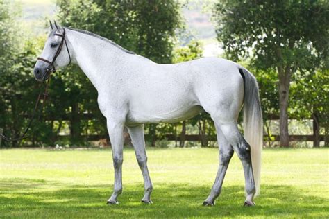 Worlds Most Beautiful Horse Breeds From Around The World Hubpages