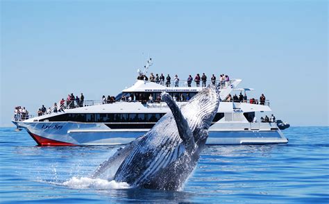 Premium Whale Watching Adventure Australia Activities In Australia