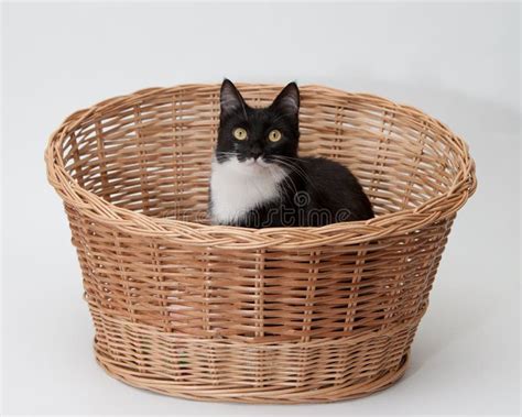Bw Cat In The Basket Isolated Stock Photo Image Of Isolated Woven
