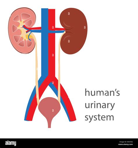 Humans Urinary System With Diagrammatic View Of Kidney Vector Stock