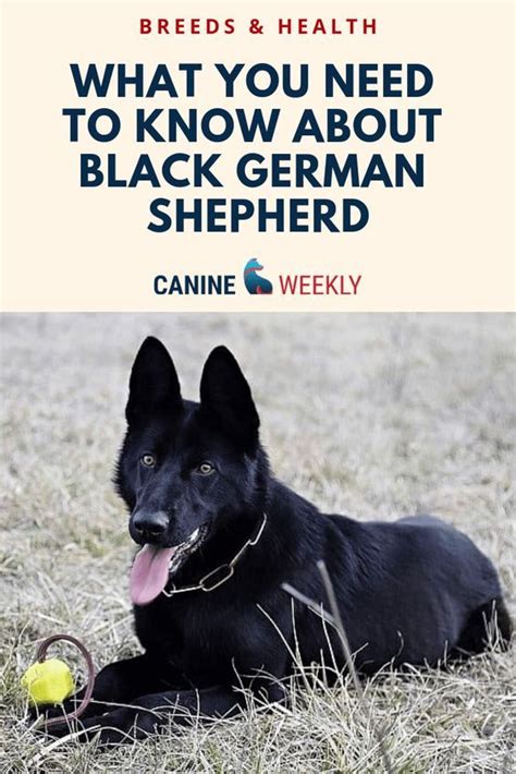 Black German Shepherd Complete Breed Guide 2020 Black German