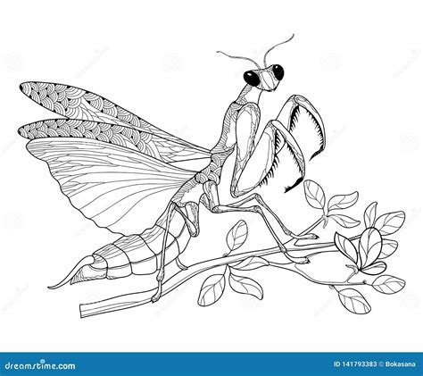Vector Outline Mantis Religiosa Or Praying Mantis On The Branch In