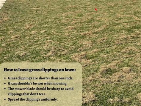 Small Holes In Lawn Whats Digging Overnight And How To Fill Them