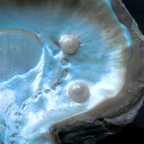 How Do Oysters Make Pearls Natural History Museum