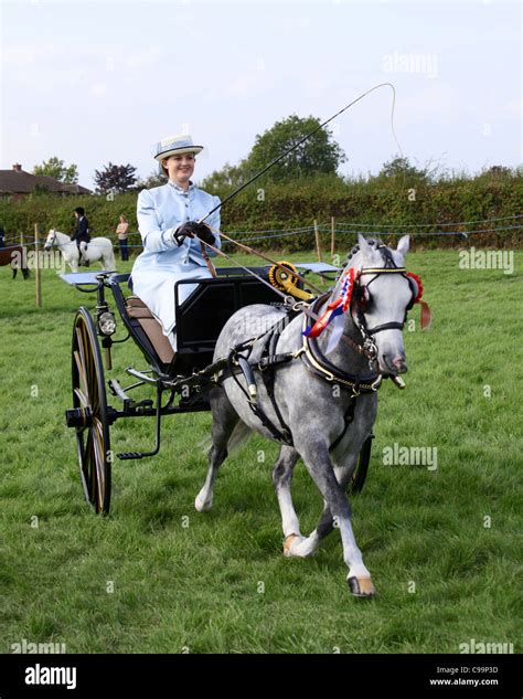 Winner Of A Carriage Driving Competition At Gransden And District