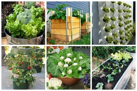 container gardening design ideas the 10 easiest vegetables to grow hot sex picture