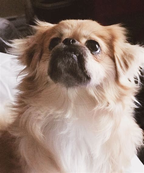 Pekingese Pomeranian Mix PekeaPom BaethePekeaPom EverybodylovesBae