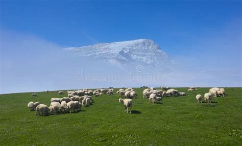 Flock Of Sheep Grazing In A Meadow With Snowy Mountain Stock Image