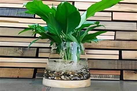 How To Peace Lily Grow In Water And Water Vase