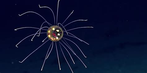 Newly Discovered Jellyfish Looks Like Tiny Ufo