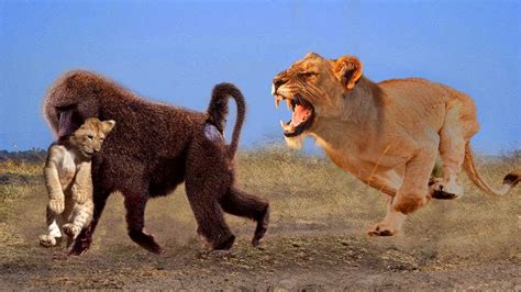 Lion Rescue Baby From Monkey Classic Wildlife Real Fight
