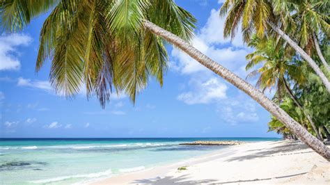 Caribbean Zoom Virtual Backgrounds Make Boring Meetings Better Beach