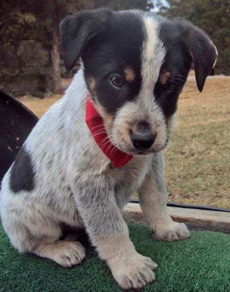 For example, in the case of a coonhound lab mix, a puppy's temperament, coloration, size, etc. The Adoptable Coonhound Mix Puppies | Puppies | Daily Puppy