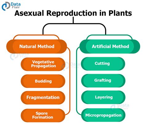 Reproduction In Plants Sexual Reproduction And Asexual Reproduction