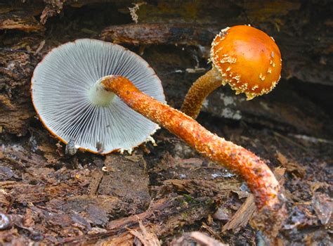 Leratiomyces Squamosus The Ultimate Mushroom Guide