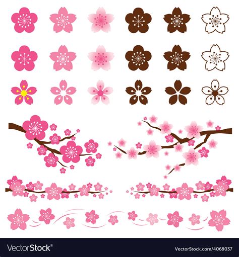 Cherry Blossoms Or Sakura Flowers Ornament Vector Image