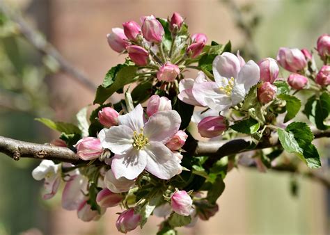 Apple Blossoms Tree Free Photo On Pixabay Pixabay