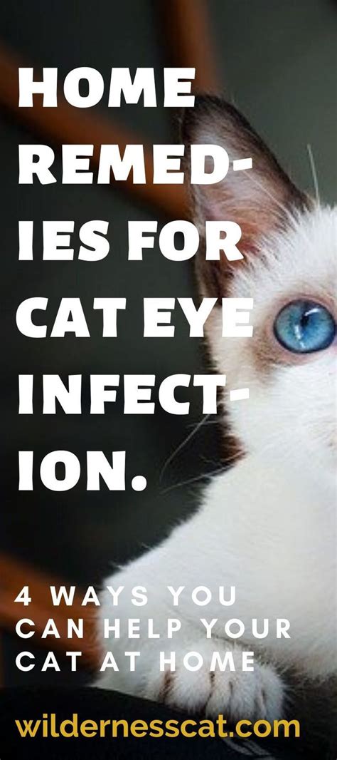 Home Remedies For Cat Eye Infection Wildernesscat In 2020 Cat Eye