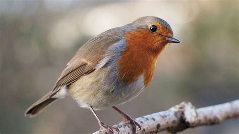 Maybe you would like to learn more about one of these? Голоса птиц. Зарянка (малиновка)_Erithacus rubecula - YouTube