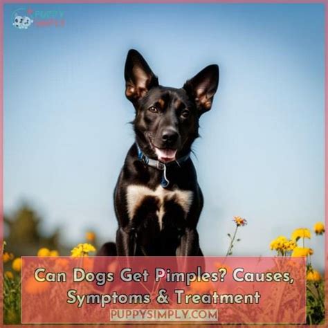 Can Dogs Get Pimples Causes Symptoms And Treatment