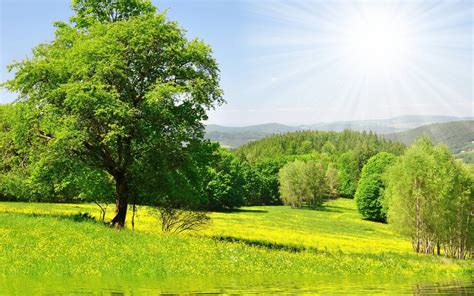Nature Forest Trees Sun Green Meadow Grass Water Flowers