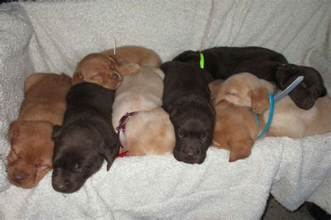 John Stoltzfus - Puppies For Sale