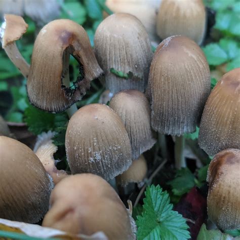 Panaeolus Foenisecii Mowers Mushroom In Gardentags Plant Encyclopedia