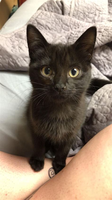 Newly Adopted All Black Kitten Came To The Rescue On Friday The 13th