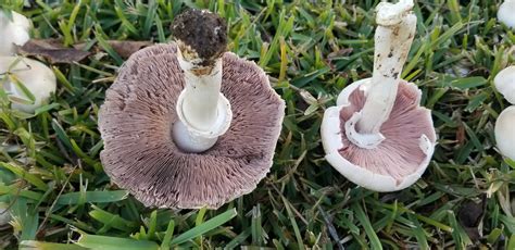 Northern California Id Help Identifying Mushrooms Wild Mushroom Hunting