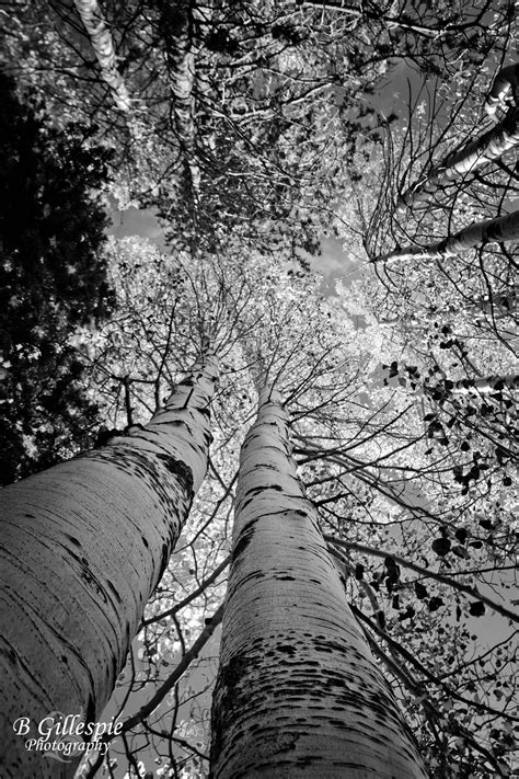 Band Aspen Trees Tree Aspen