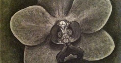 Orchids Are Maybe My Favorite Drawing Subjects Oc Imgur
