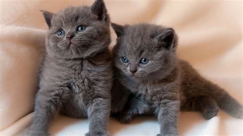 Котята разных пород 65 фото Фотографии милых котят разных пород