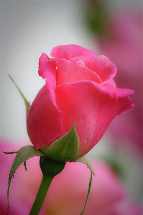 Pink Rosebud 1 Photograph By Teresa Mucha