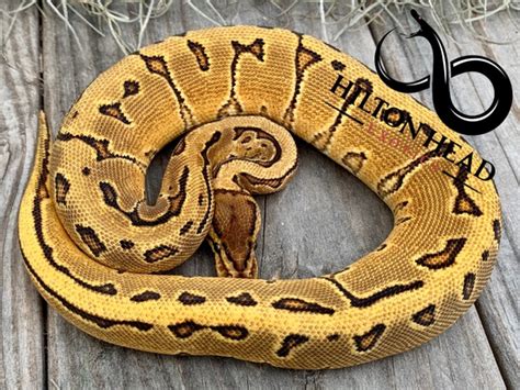 Pin On Ball Pythons