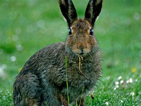 Hare & Rabbit Surveys - Worcestershire Mammal Group