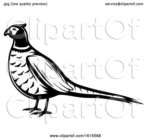 Clipart Of A Black And White Pheasant Bird Royalty Free Vector