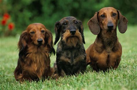 Do Long Smooth And Wire Haired Dachshunds Have Different