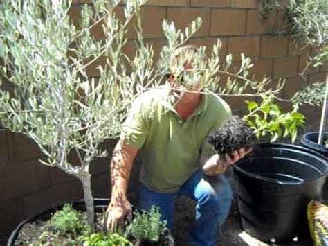 Check spelling or type a new query. Container Gardening Olive Tree Planting - YouTube
