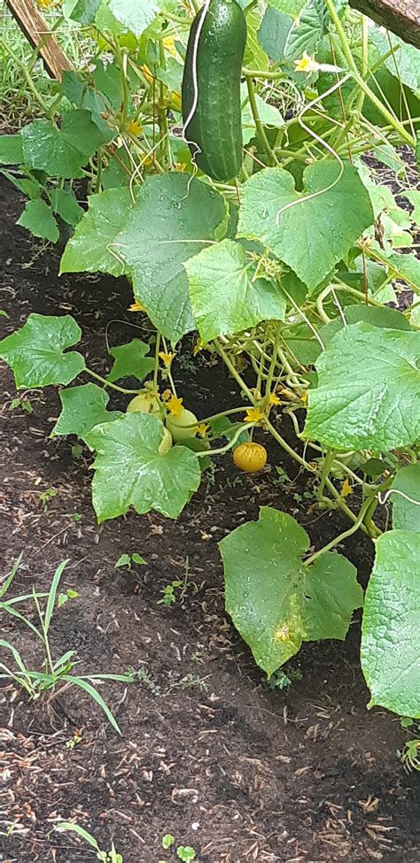 We Only Planted Cucumbers So What Are Those Round Yellow Growing