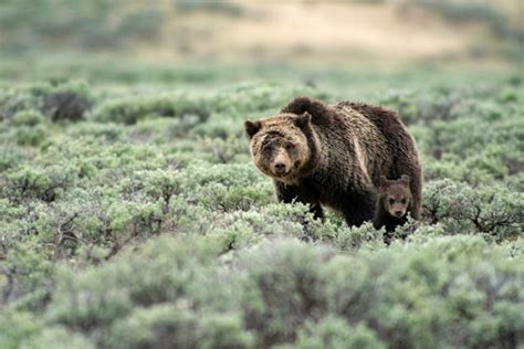 Grizzly Bear Mauls Lone Hiker In Yellowstone National Park