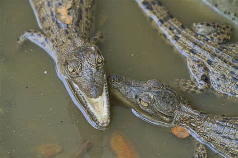 Saltwater Crocodile Crocodylus Porosus These 4 Week Old Flickr