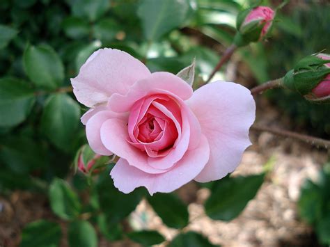 Rosa Rosaceae Flor Foto Gratuita No Pixabay Pixabay